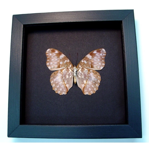 Cymothoe Beckeri Female Verso Butterfly Framed Taxidermy Moonlight Display
