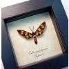 Wasp Mimic Moth Euchromia polymena Female Handmaiden Moth Real Framed Insect