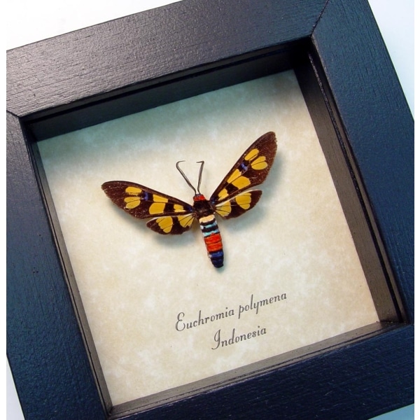 Wasp Mimic Moth Euchromia polymena Female Handmaiden Moth Real Framed Insect
