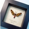 Wasp Mimic Moth Euchromia polymena Female Handmaiden Moth Real Framed Insect