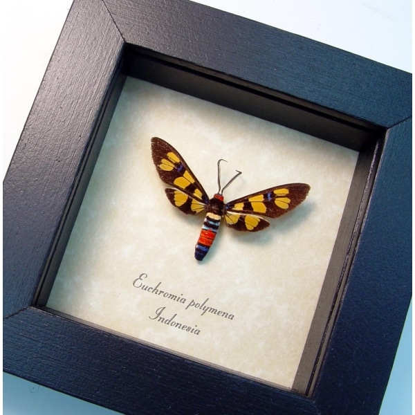 Wasp Mimic Moth Euchromia polymena Female Handmaiden Moth Real Framed Insect
