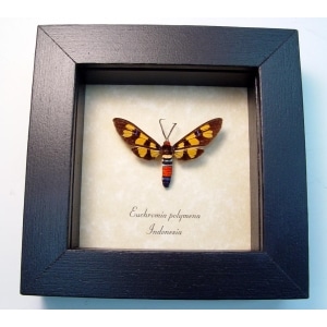 Wasp Mimic Moth Euchromia polymena Female Handmaiden Moth Real Framed Insect