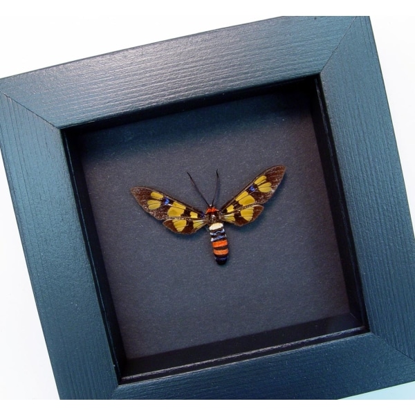 Real Framed Taxidermy Display Euchromia polymena Female Wasp Mimic Moth Insect Moonlight Display