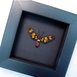 Real Framed Taxidermy Display Euchromia polymena Female Wasp Mimic Moth Insect Moonlight Display