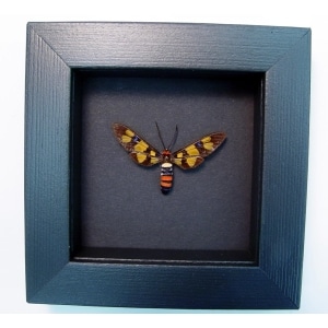 Real Framed Taxidermy Display Euchromia polymena Female Wasp Mimic Moth Insect Moonlight Display