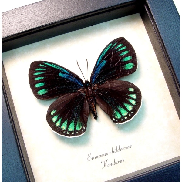 Eumaeus childrenae Female Blue Green Butterfly Framed Taxidermy Display