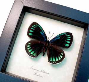 Eumaeus childrenae Female Blue Green Butterfly Framed Taxidermy Display