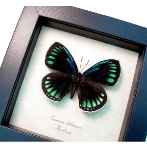 Eumaeus childrenae Female Blue Green Butterfly Framed Taxidermy Display