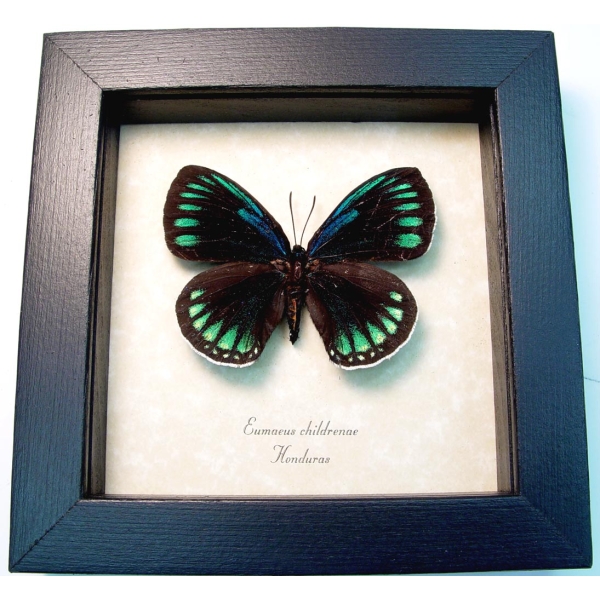 Eumaeus childrenae Female Blue Green Butterfly Framed Taxidermy Display