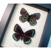 Eumaeus childrenae Set Green Blue Glittery Butterflies