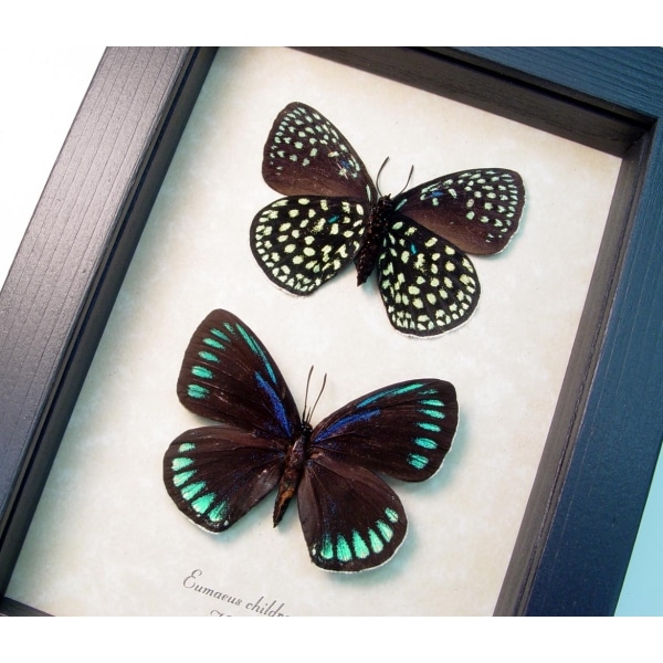 Eumaeus childrenae Set Green Blue Glittery Butterflies