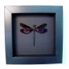 Euphaea variegata Metallic Pink Damselfly Real Framed Taxidermy Moonlight Display
