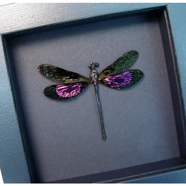 Euphaea variegata Metallic Pink Damselfly Real Framed Taxidermy Moonlight Display