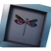 Euphaea variegata Metallic Pink Damselfly Real Framed Taxidermy Moonlight Display