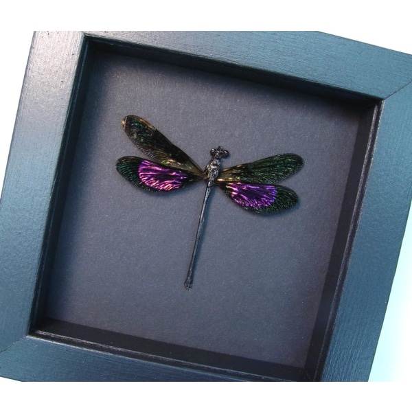 Euphaea variegata Metallic Pink Damselfly Real Framed Taxidermy Moonlight Display