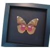 Real Framed Butterfly Euphaedra hollandi Female Pink African Insect Moonlight Display