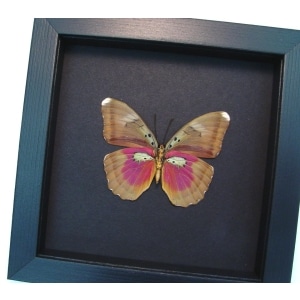 Real Framed Butterfly Euphaedra hollandi Female Pink African Insect Moonlight Display