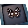 Euxanthe eurinome Common Forest Queen Butterfly Moonlight Display Framed Taxidermy