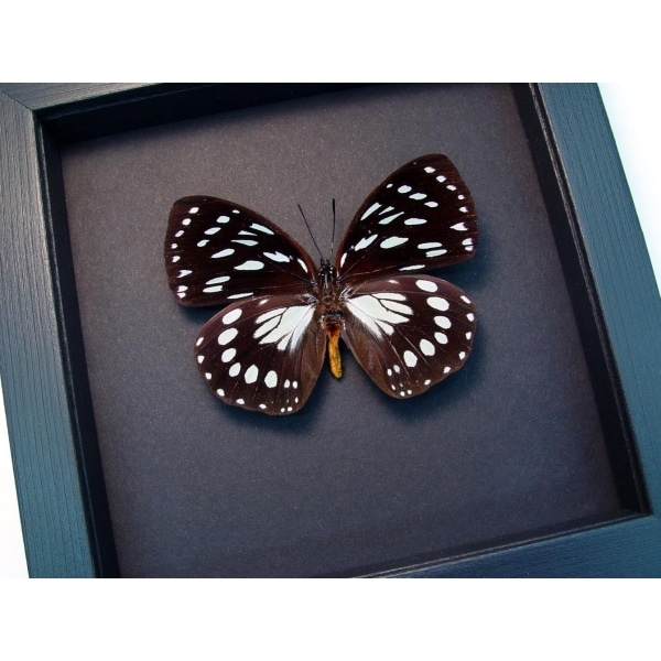 Euxanthe eurinome Common Forest Queen Butterfly Moonlight Display Framed Taxidermy