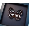 Euxanthe eurinome Common Forest Queen Butterfly Moonlight Display Framed Taxidermy
