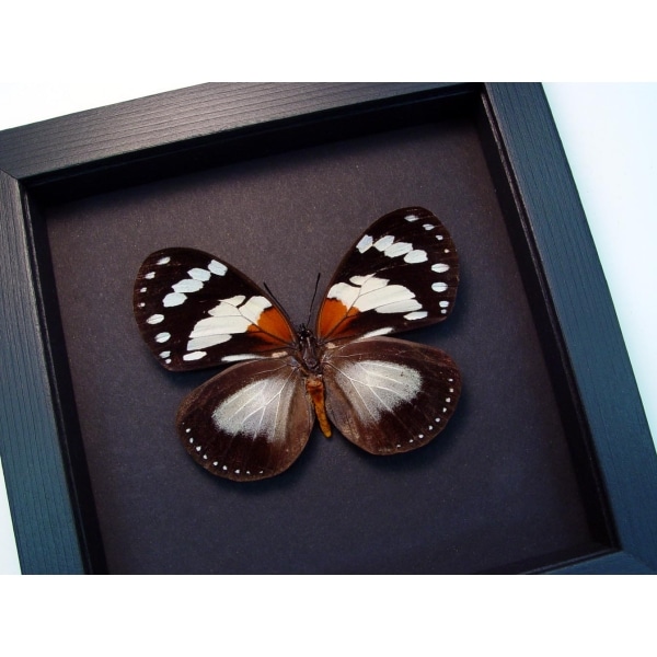 Euxanthe trajanus Forest Queen Butterfly Framed Taxidermy Moonlight Display