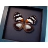 Euxanthe trajanus Forest Queen Butterfly Framed Taxidermy Moonlight Display