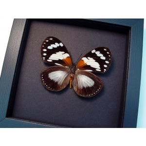 Euxanthe trajanus Forest Queen Butterfly Framed Taxidermy Moonlight Display