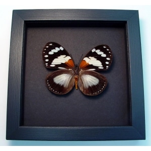 Euxanthe trajanus Forest Queen Butterfly Framed Taxidermy Moonlight Display