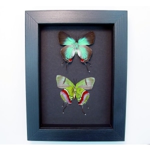 Evenus Regalis Pair Butterflies Regal Hairstreak Framed Butterfly Taxidermy Moonlight Display