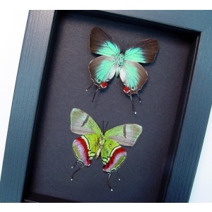 Evenus Regalis Pair Butterflies Regal Hairstreak Framed Butterfly Taxidermy Moonlight Display