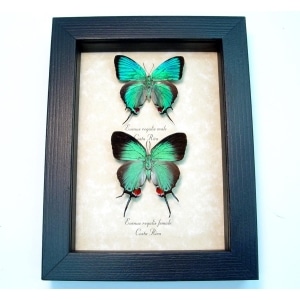 Evenus Regalis Pair Butterflies Regal Hairstreak Framed Costa Rica Butterfly Taxidermy Display