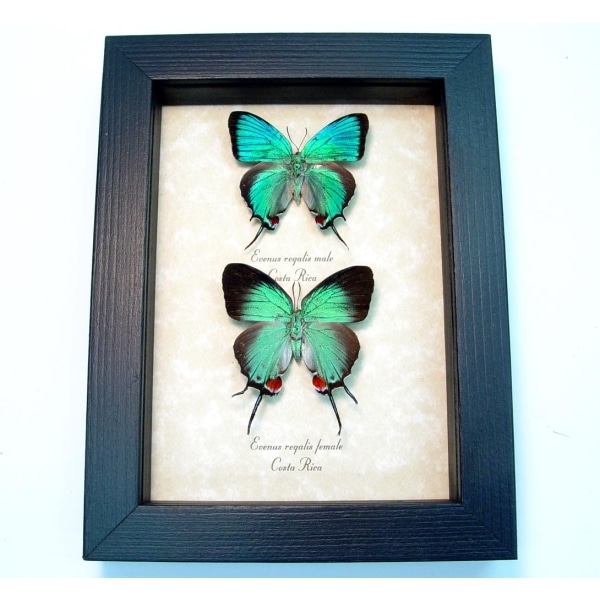 Evenus Regalis Pair Butterflies Regal Hairstreak Framed Costa Rica Butterfly Taxidermy Display