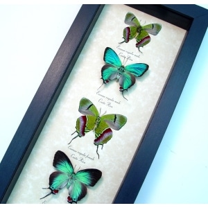 Evenus Regalis Butterfly Collection Regal Hairstreak Butterflies Framed Taxidermy Display