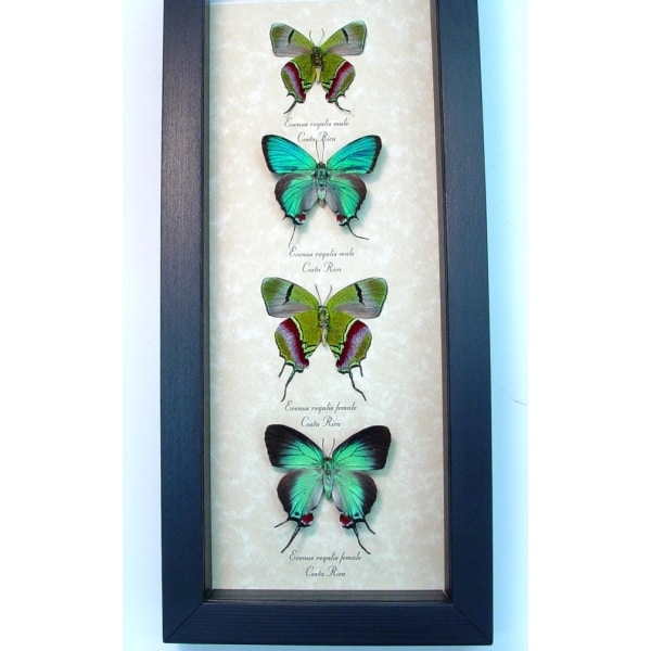 Evenus Regalis Butterfly Collection Regal Hairstreak Butterflies Framed Taxidermy Display