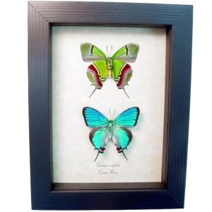 Evenus Regalis Butterfly Set Regal Hairstreak Framed Costa Rica Butterflies