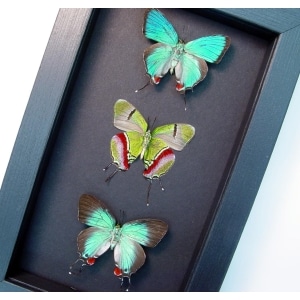 Evenus Regalis Trio Regal Hairstreak Butterflies Framed Moonlight Display