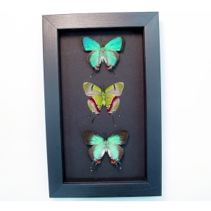 Evenus Regalis Trio Regal Hairstreak Butterflies Framed Moonlight Display