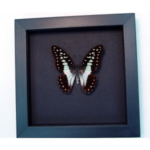 Meyeri's Triangle Blue Butterfly Framed Taxidermy Moonlight Display