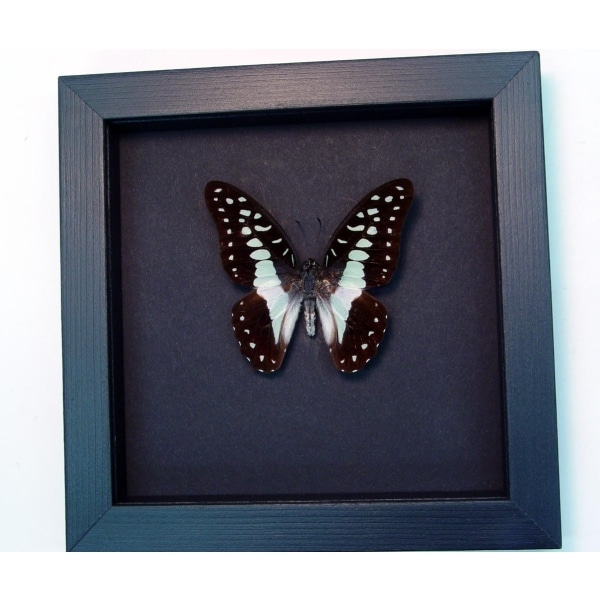 Meyeri's Triangle Blue Butterfly Framed Taxidermy Moonlight Display