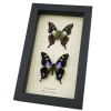 Graphium weiskei Butterfly Pair Purple Spotted Swallowtail Butterflies Framed Taxidermy Display