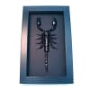 Real Framed Scorpion Heterometrus laoticus Insect Taxidermy Moonlight Display