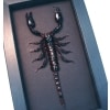 Real Framed Scorpion Heterometrus laoticus Insect Taxidermy Moonlight Display