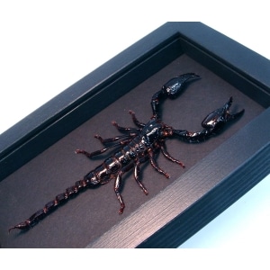 Real Framed Scorpion Heterometrus laoticus Insect Taxidermy Moonlight Display