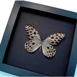 Ideopsis GIdeopsis Gaura Perakana male Wood Nymph Butterfly Moonlight Display