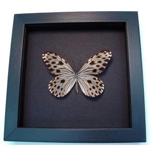 Ideopsis Gaura Perakana male Wood Nymph Butterfly Moonlight Display