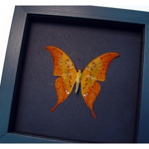 Meandrusa payeni ciminius Verso Yellow Gorgon Framed Moonlight Display