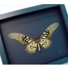 Papilio antimachus Verso Framed Butterfly African Insect Taxidermy Moonlight Display