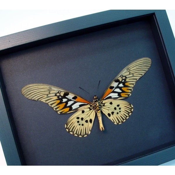 Papilio antimachus Verso Framed Butterfly African Insect Taxidermy Moonlight Display