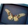 Papilio antimachus Verso Framed Butterfly African Insect Taxidermy Moonlight Display