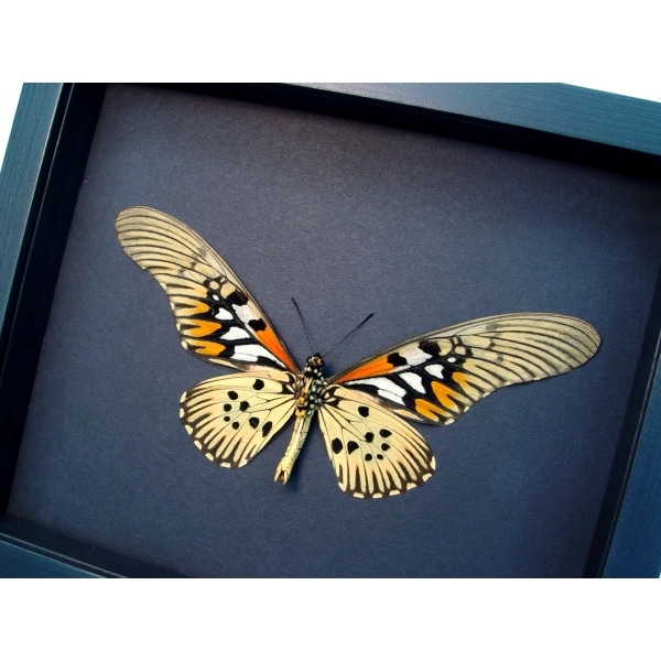 Papilio antimachus Verso Framed Butterfly African Insect Taxidermy Moonlight Display